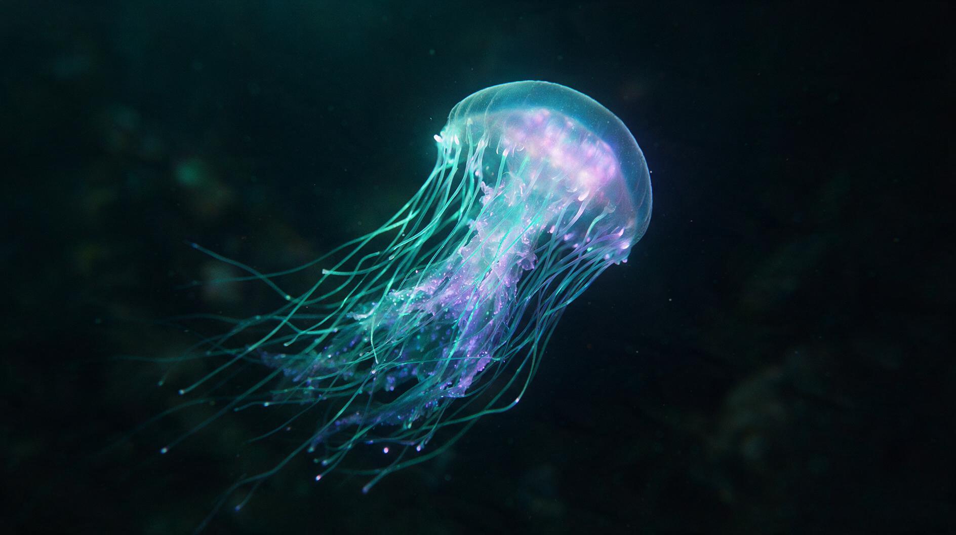 A FLUX 3 frame — a glowing jellyfish on near-black water
